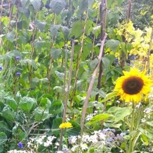 Certificate in Organic Horticulture