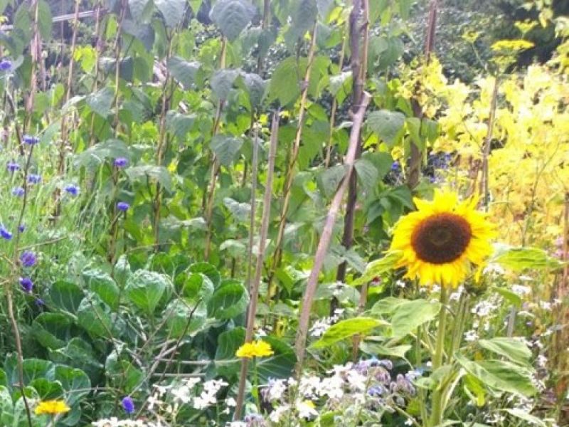 Certificate in Organic Horticulture
