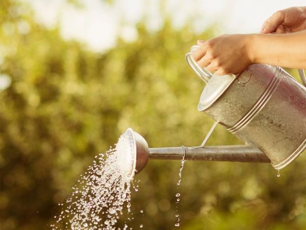 RHS Level 2 Certificate in Plant Growth and Development: 6 months course extension