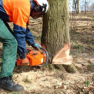 Level 2 Award In Felling and Processing Trees up to 380mm