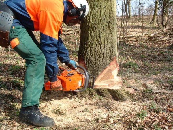 Level 2 Award In Felling and Processing Trees up to 380mm