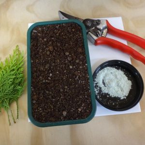 Plant Propagation