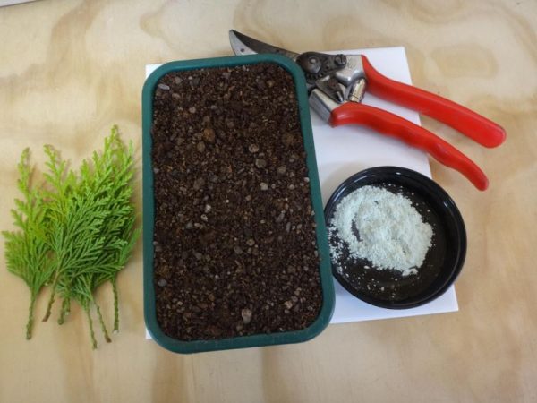 Plant Propagation