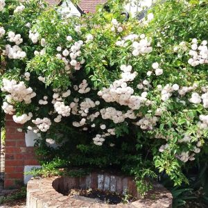 Rose workshop