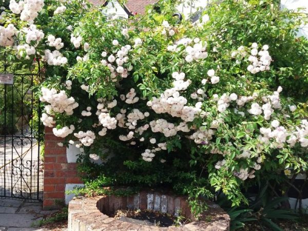 Rose workshop