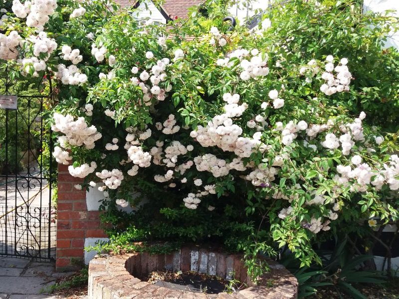 Rose workshop