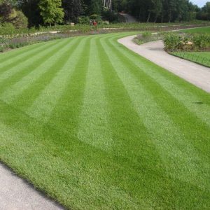 Seasonal Lawncare and Turf Management (autumn,spring and summer: 3 sessions)